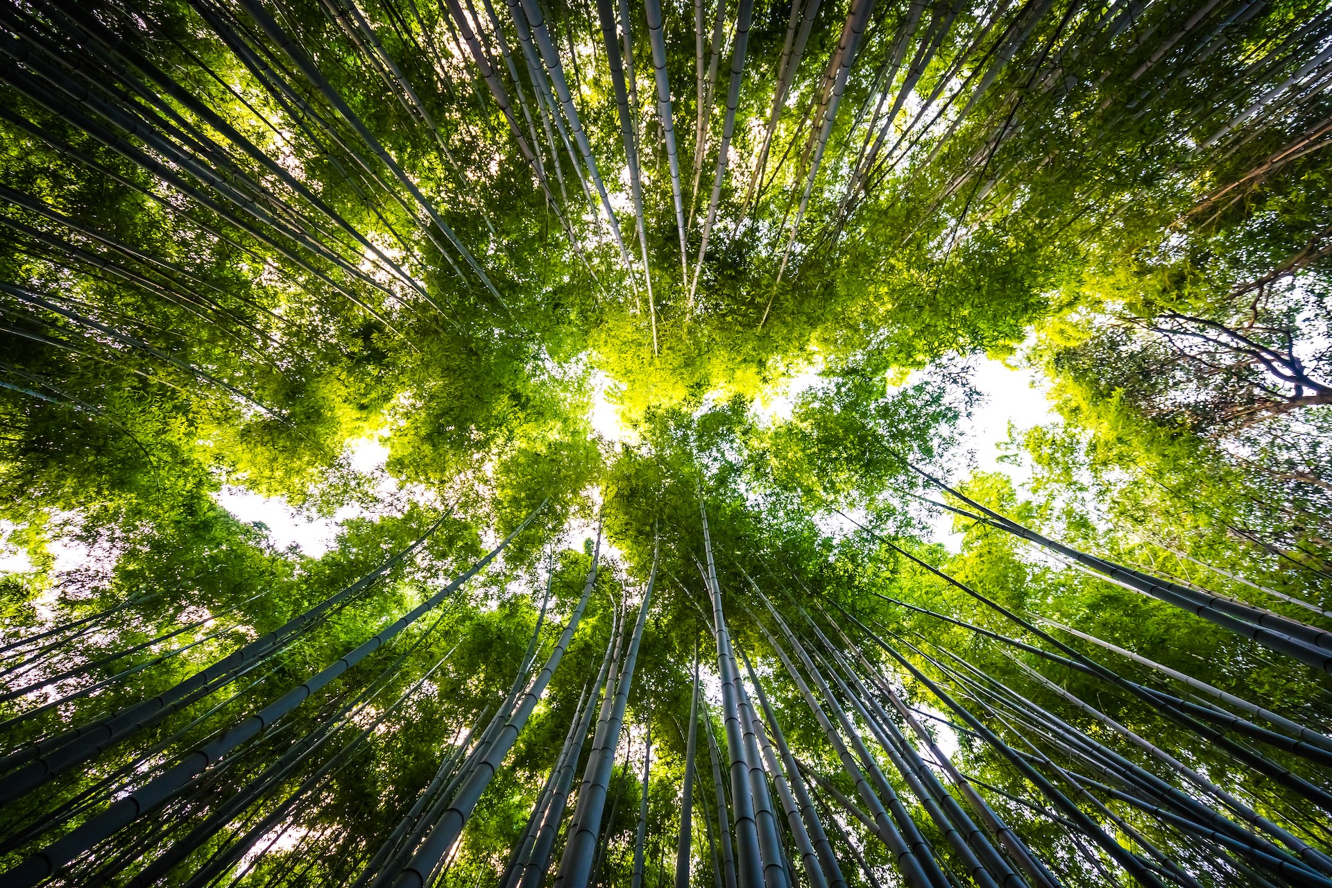 5 beneficios de usar productos de limpieza ecológicos en tu empresa